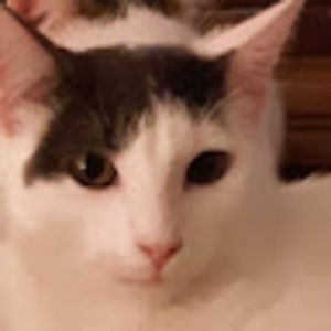 Meet your Posher, Rae